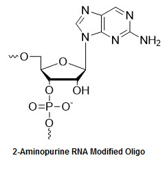 Bio-Synthesis Inc. Oligo Structure